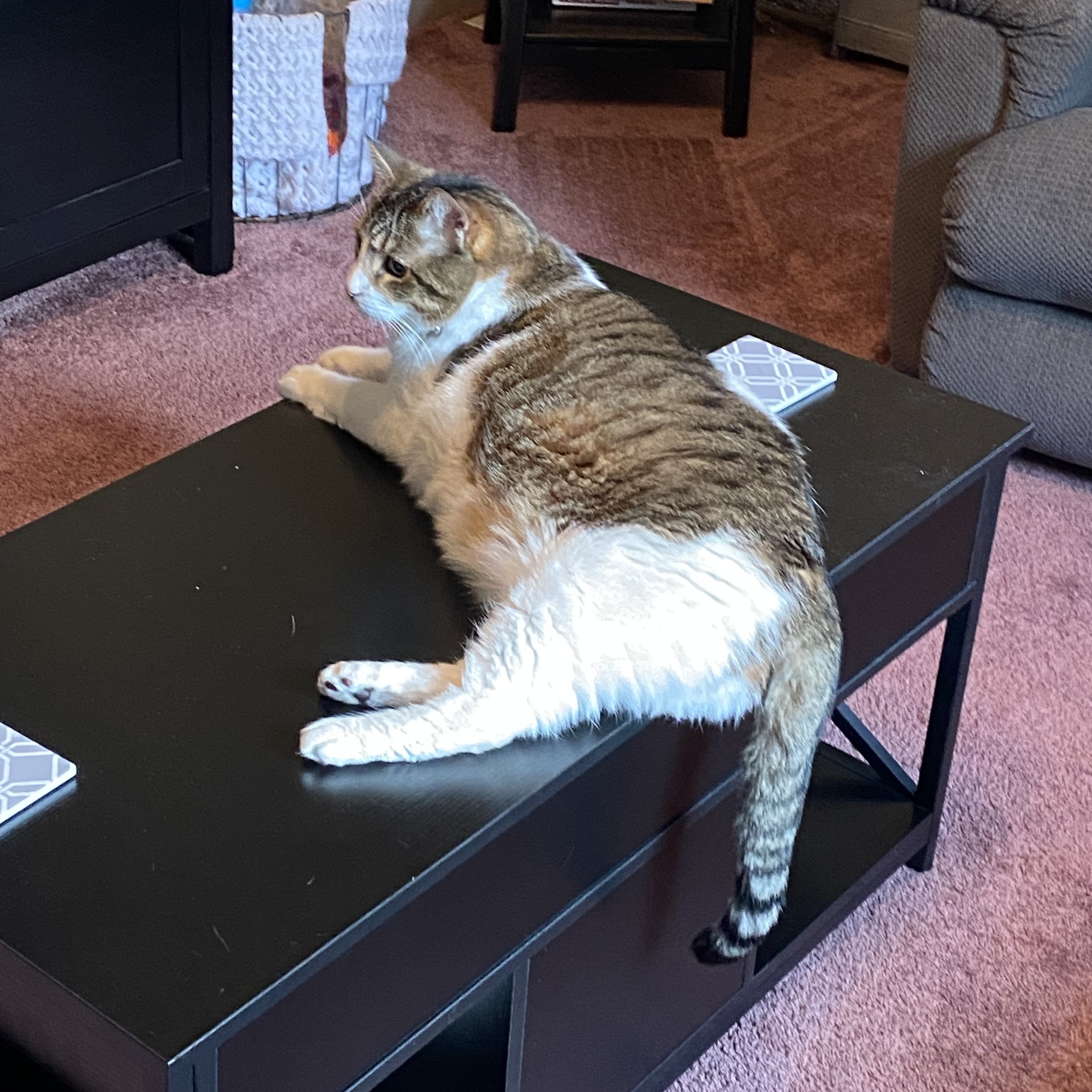 Coffee Table for Scale