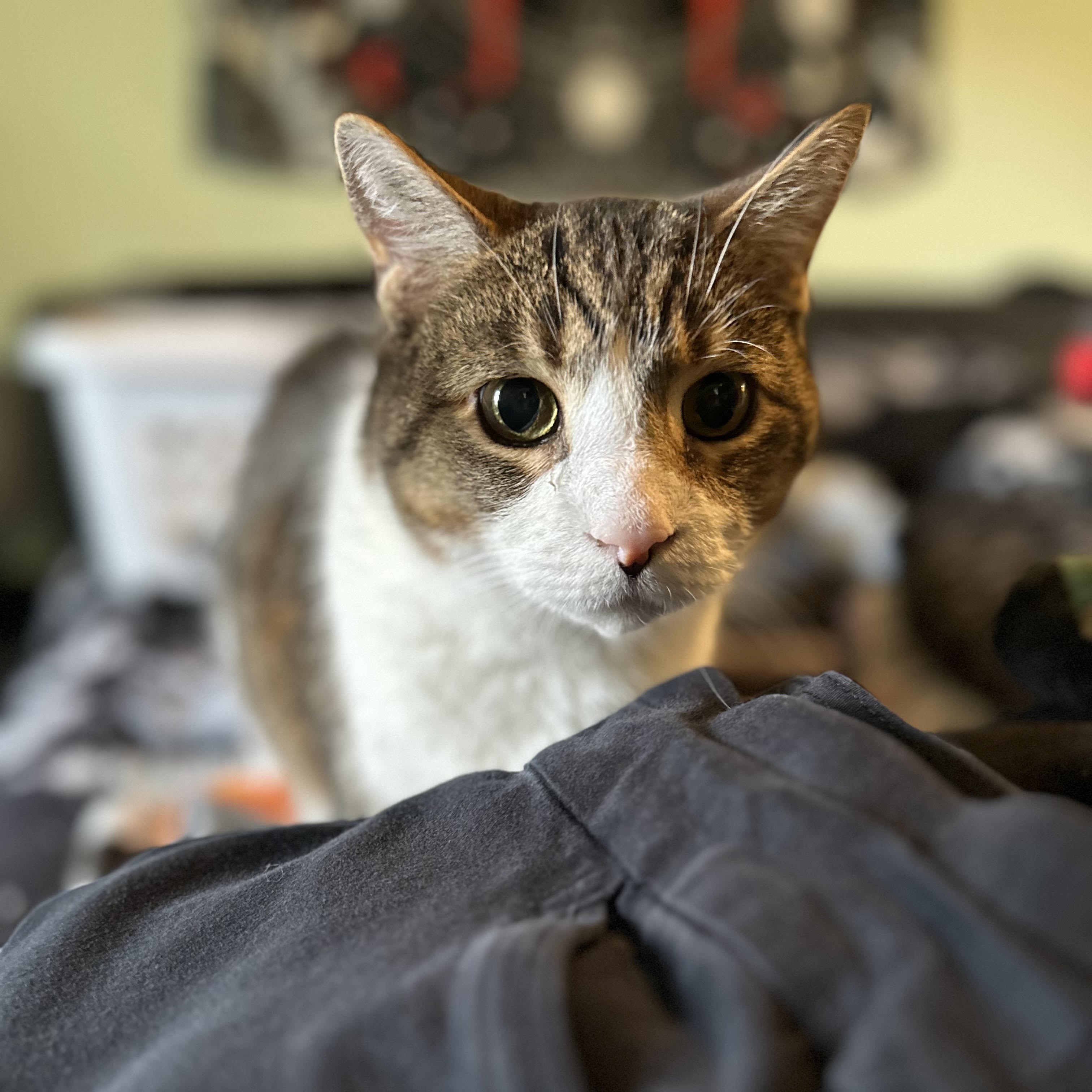 A Very Flattering Photo of Roadblock